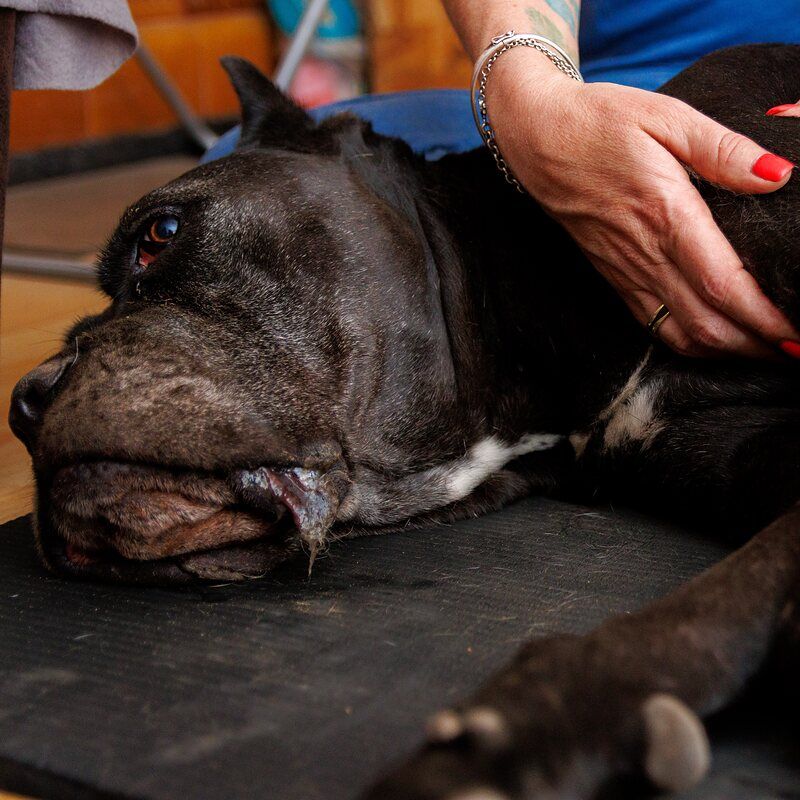 Fekvő fekete cane corso, Viki a vállát masszírozza