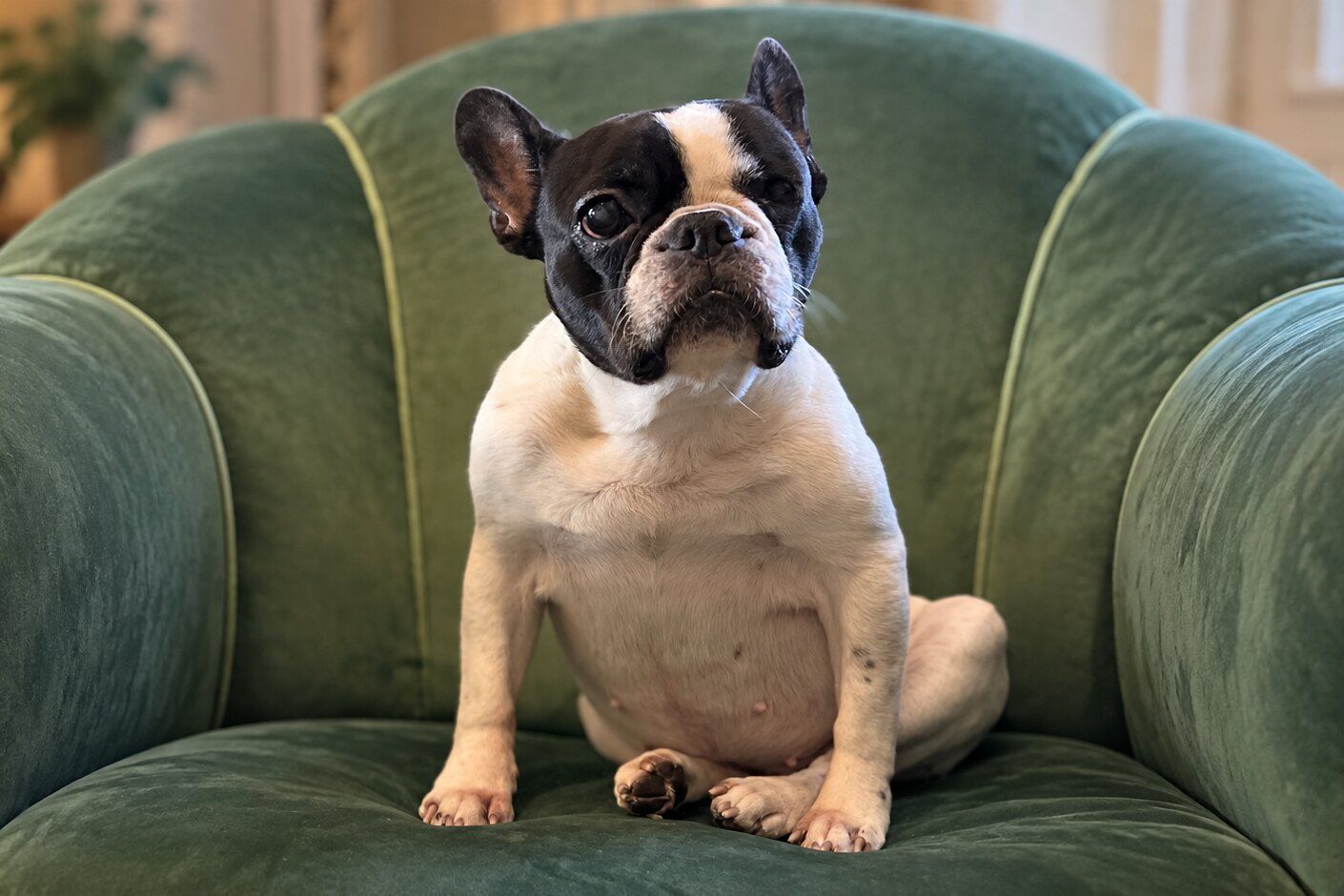 Puncs, a francia bulldog egy zöld fotelben ülve
